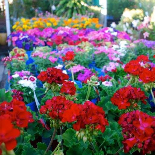 Logo of Calligans Nursery & Garden Centre