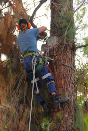 Logo of Treewest Tree Service