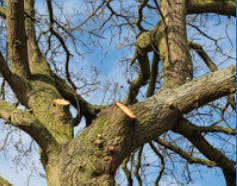 Logo of Jays Tree Worx