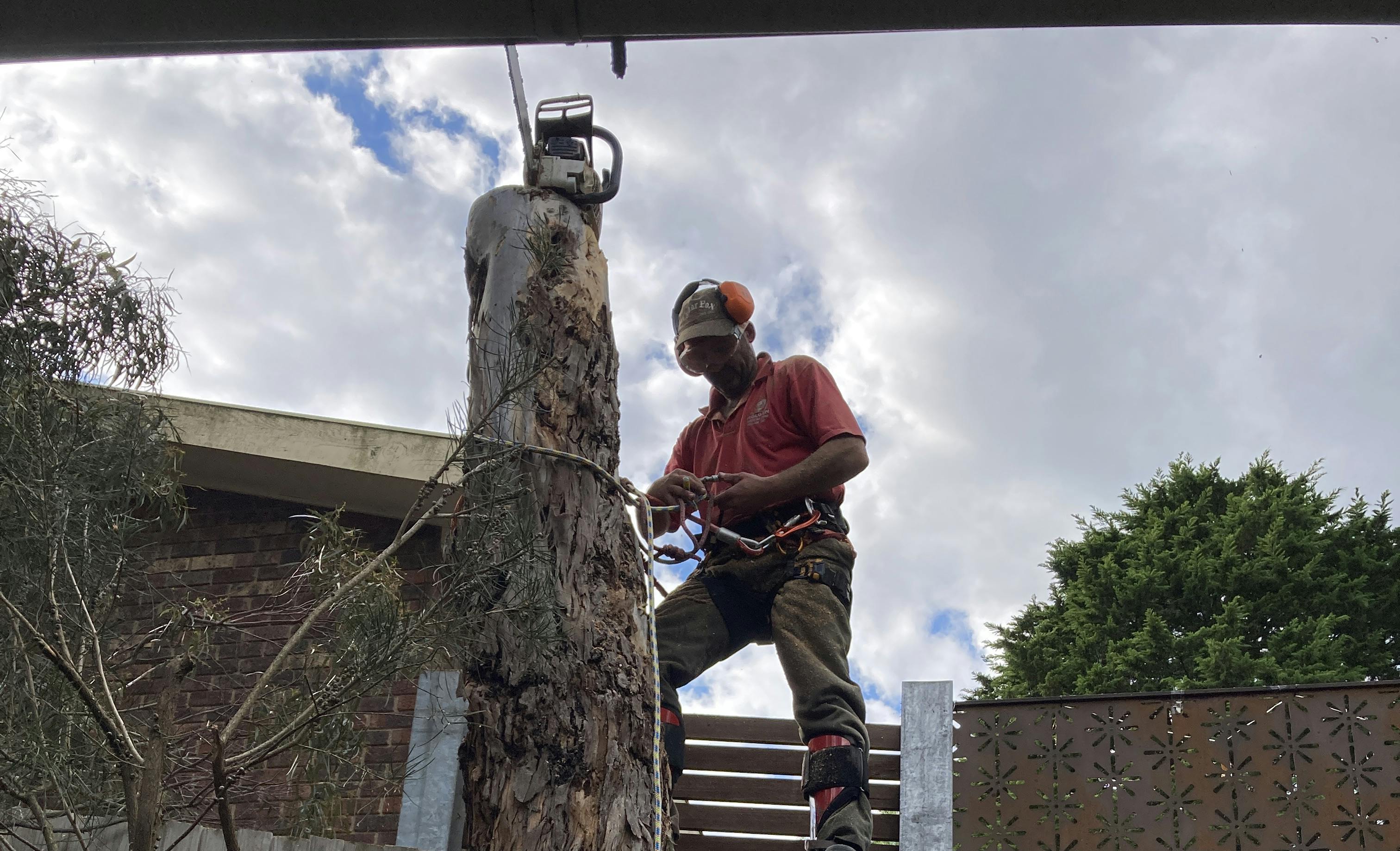 Logo of Charlie's Tree Care