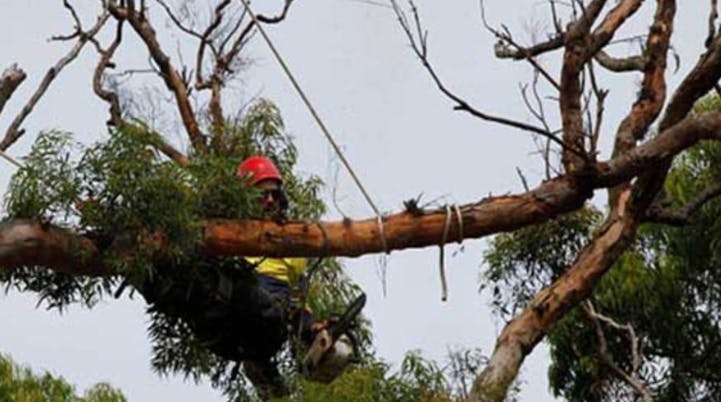 Logo of A1 Positive Arbor