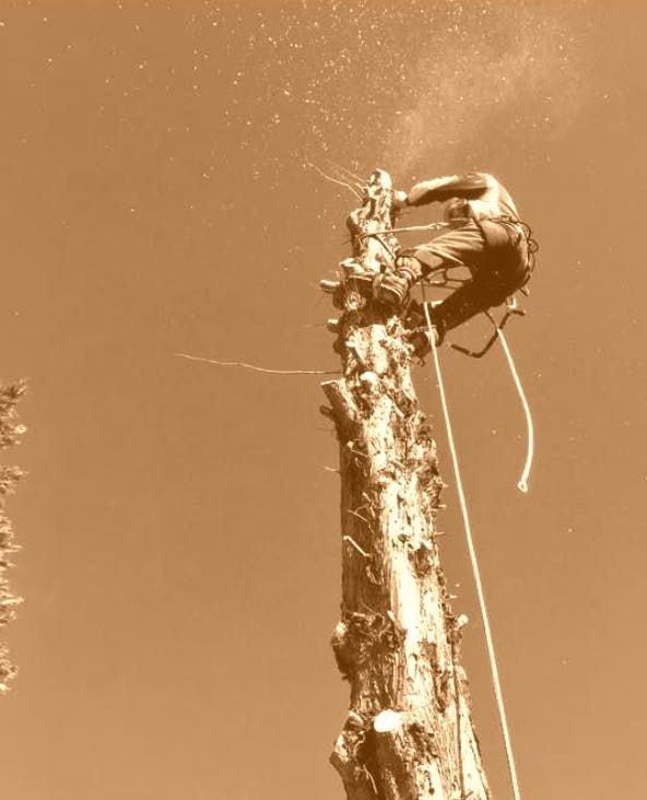 Logo of 2 Men Tree Services