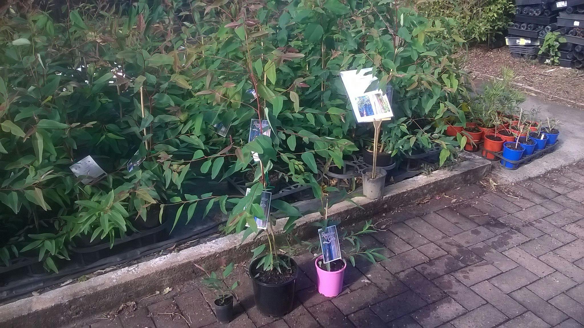 Logo of Yarrandoo Nursery