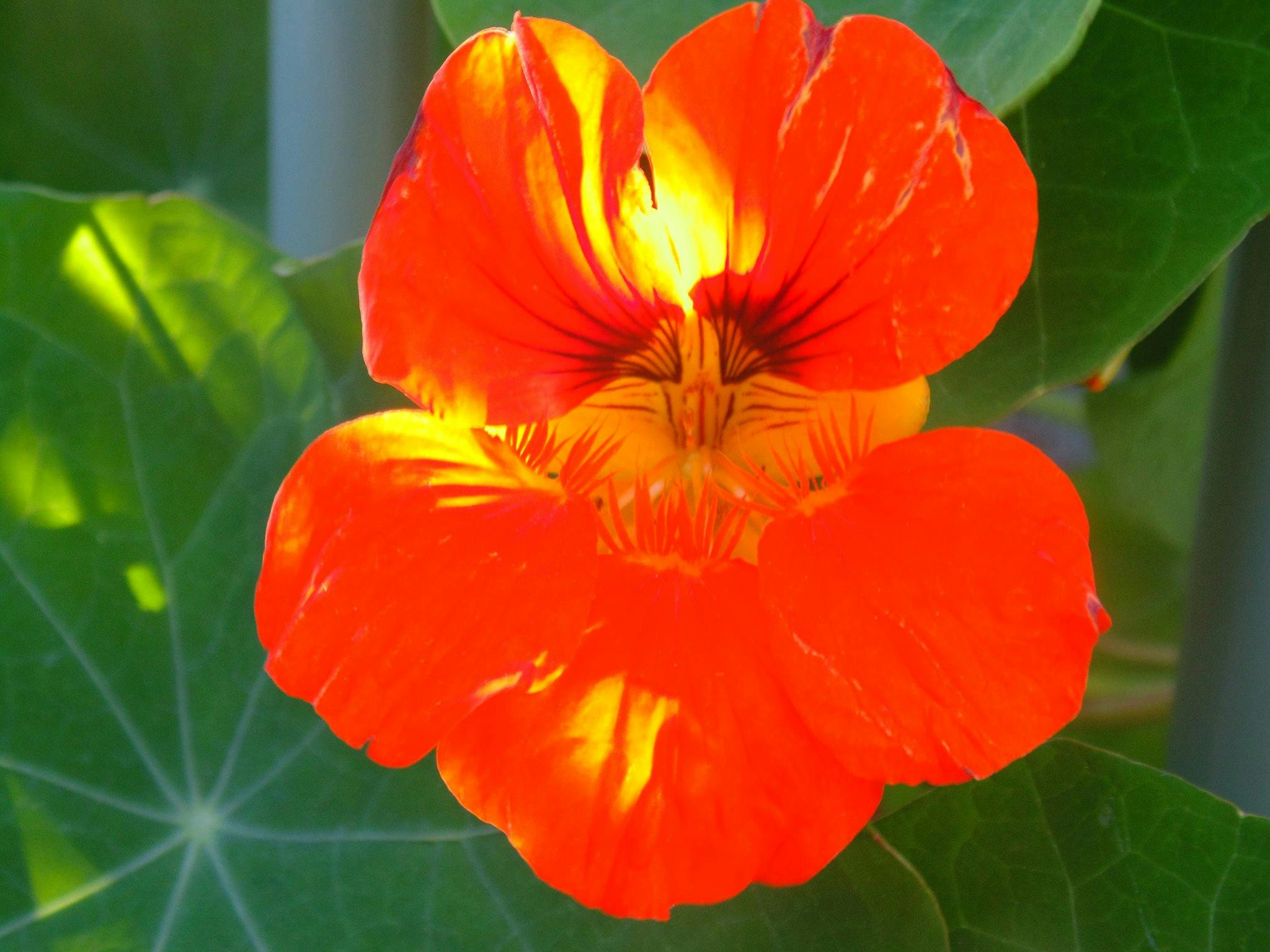 Logo of Wardell Nursery & Landscape