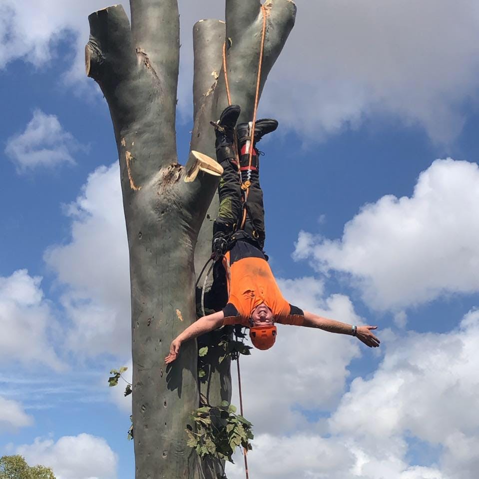 Logo of Woody's Tree Services