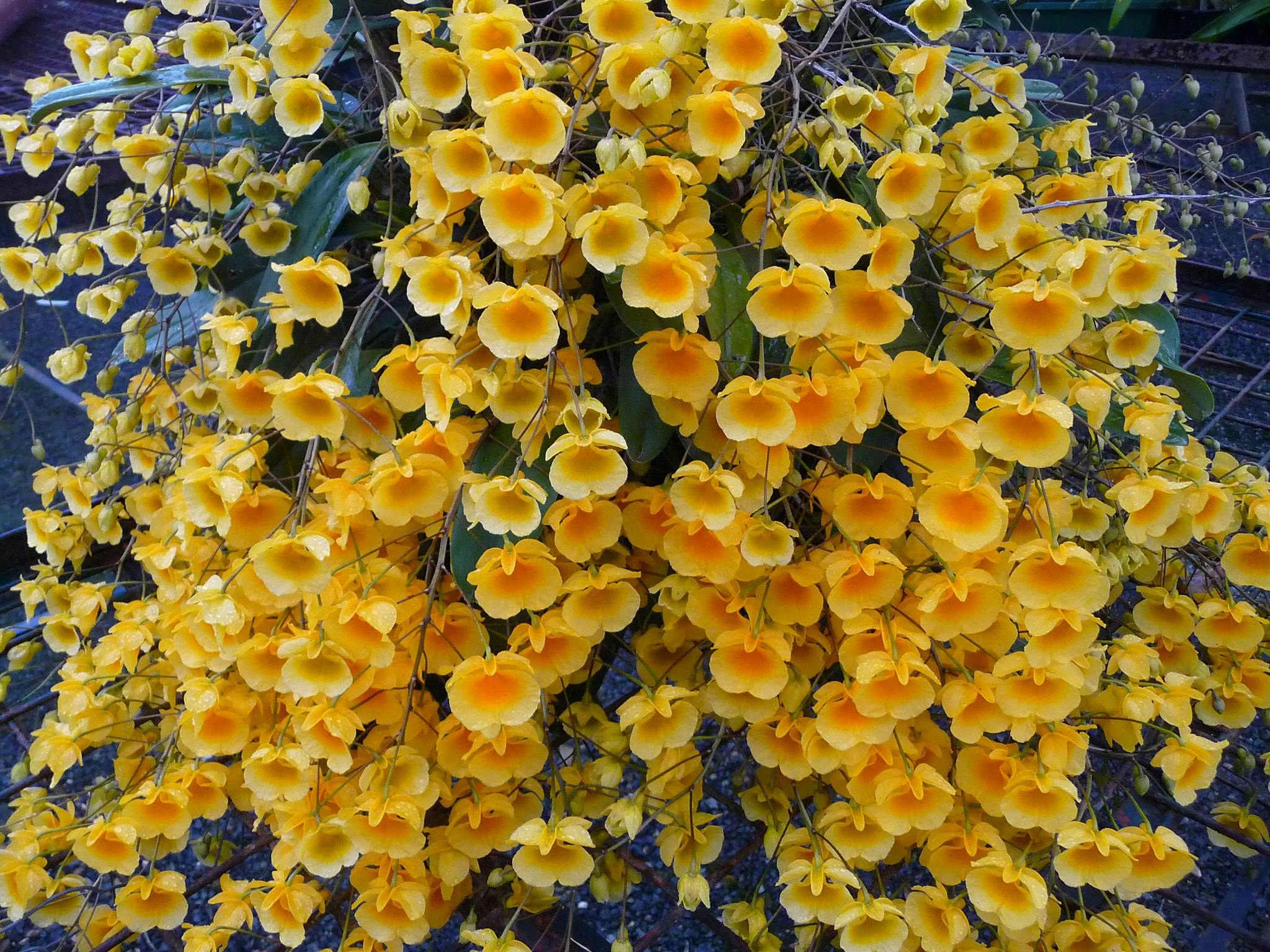 Logo of Orchids Mackay