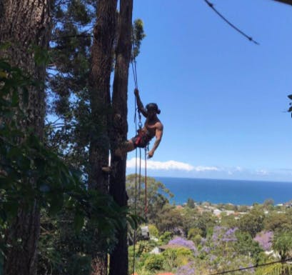 Logo of Dingo's Tree Services