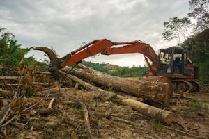Tree Clearing