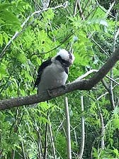 Logo of Fence In Fenced Out