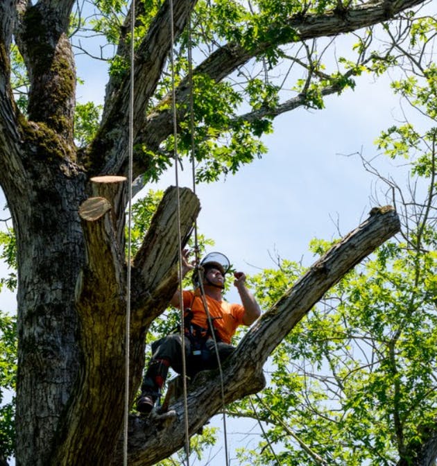 Logo of Tree Services Mackay
