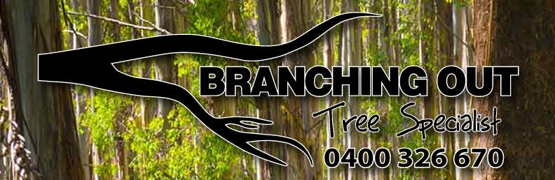 Logo of Branching Out