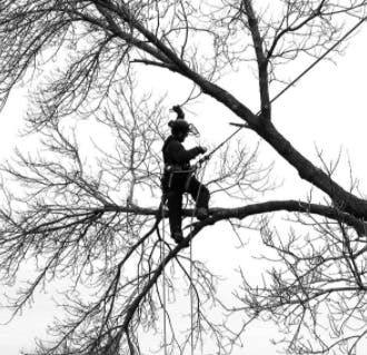 Logo of 1stclass tree service