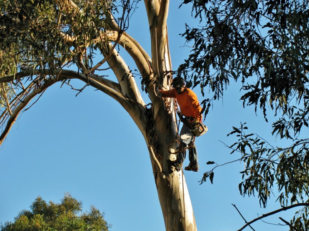 Logo of All Tree Services