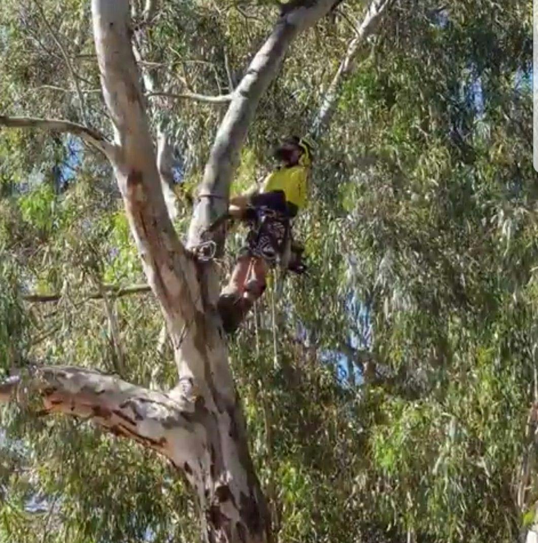 Logo of All Tree Works Perth WA