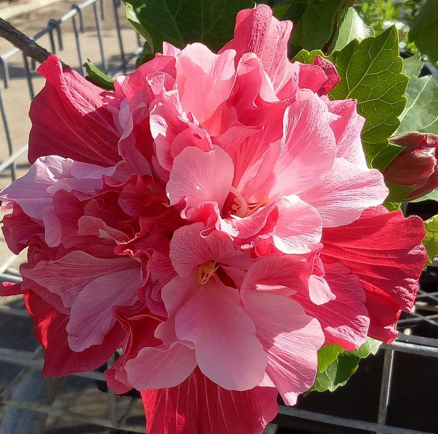 Logo of Tannum Sands Garden Centre