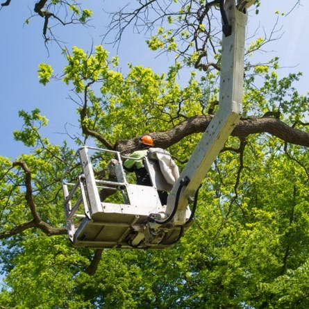 Logo of All-Ways Trees & Gardens