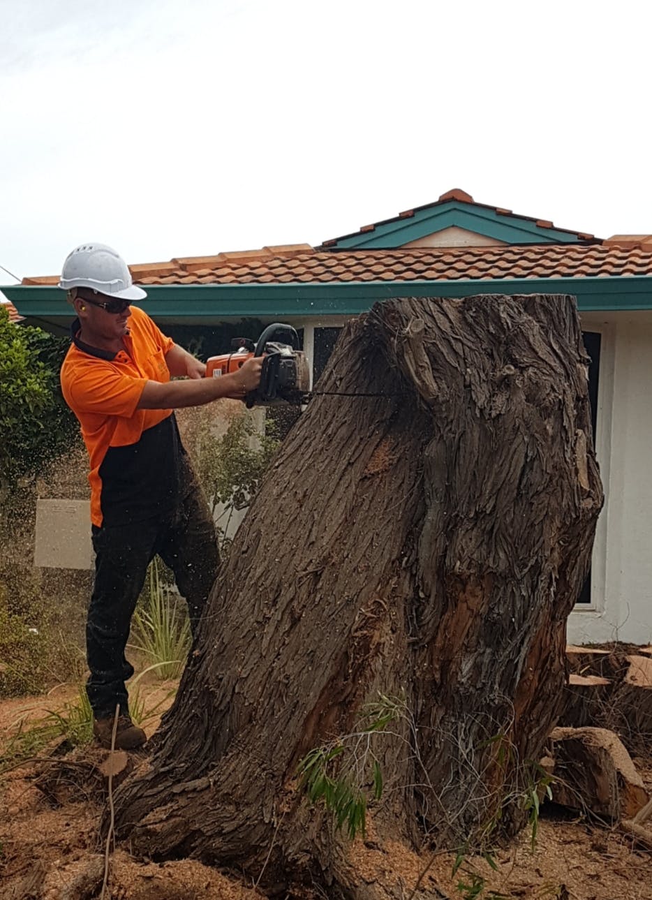 Logo of Shayne's Tree Services