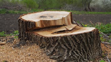 Tree Stump Removal