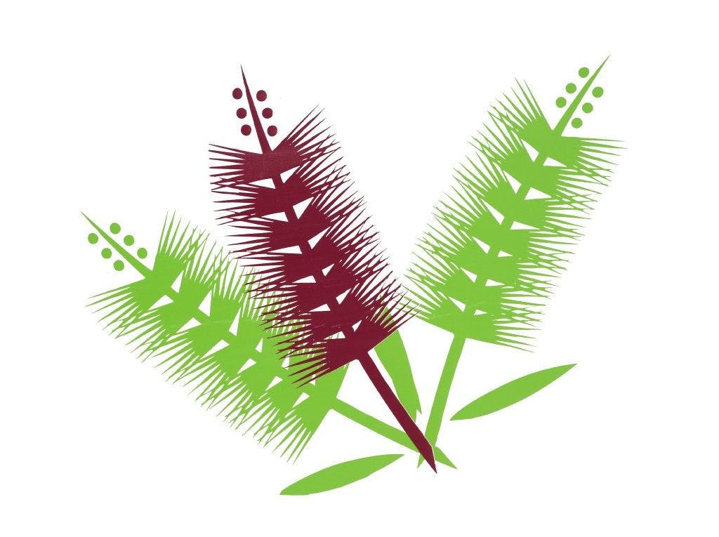 Logo of Sunshine Coast Native Landscapes