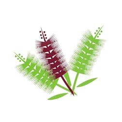 Logo of Sunshine Coast Native Landscapes