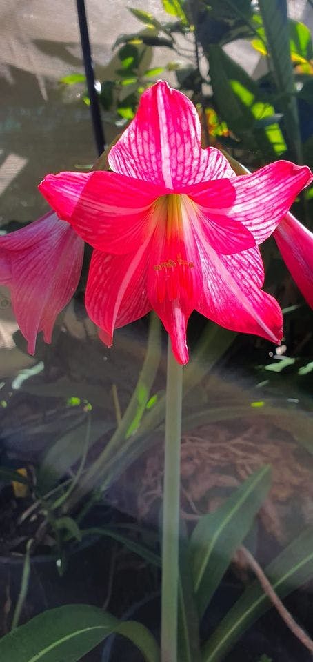 Logo of Sheepstation Creek Landscaping Supplies & Plants