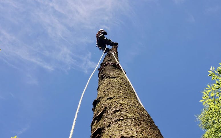 Leaf and Limb Tree Services featured image