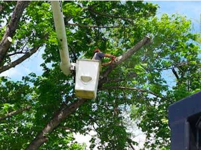 Lee's Tree Service featured image
