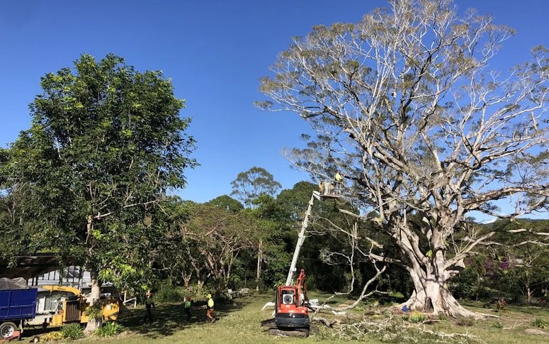 Cheap Tree Removal featured image