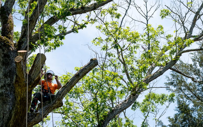 A Cut Above Tree Services featured image