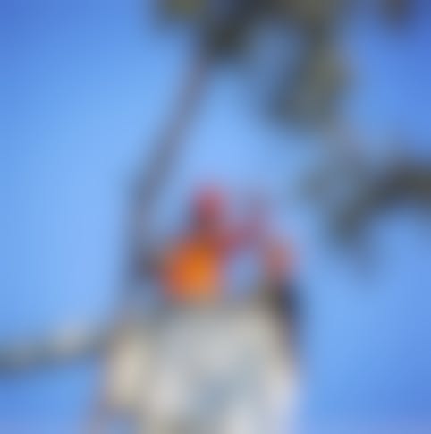Noosa Tree Man featured image
