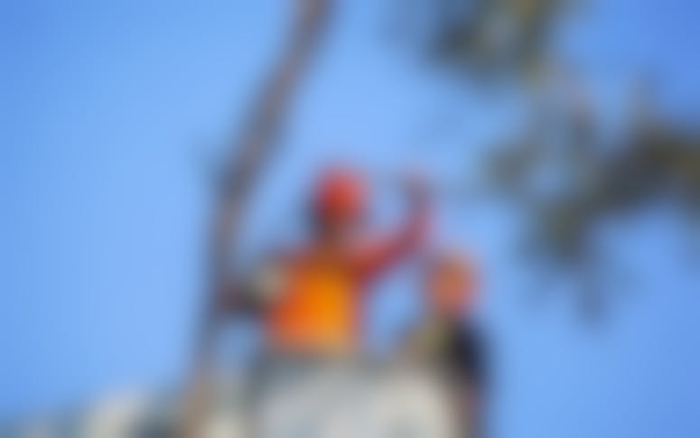 Noosa Tree Man featured image