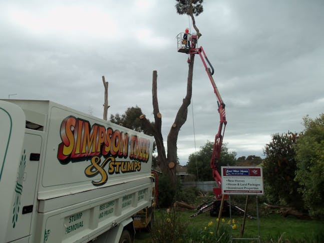 Simpson Trees & Stumps featured image