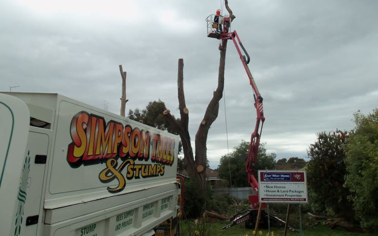 Simpson Trees & Stumps featured image