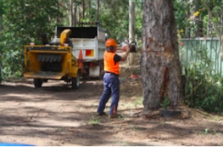 Maroochy Tree Service featured image