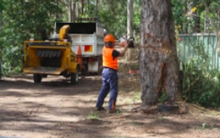 Maroochy Tree Service featured image