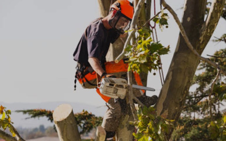 Arbwork Tree Services featured image