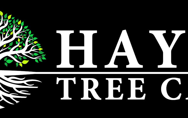 Hayes Tree Care PTY LTD featured image