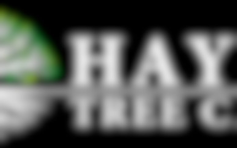 Hayes Tree Care PTY LTD featured image