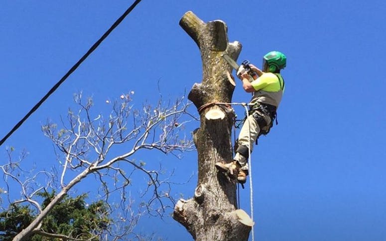 Hobart Tree Climbers featured image