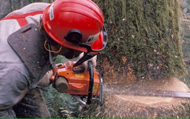 Axe'em Tree Service featured image
