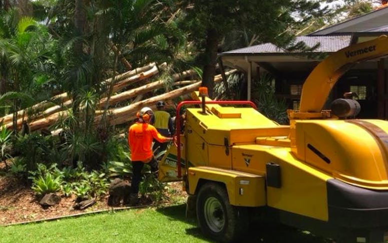 Central Tree Services Sunshine Coast featured image