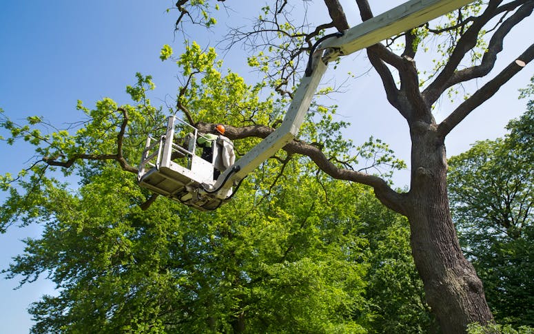 BJ's Tree Service featured image
