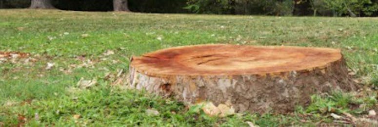 Monash Tree & Stump Services featured image
