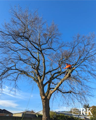 RK Tree Specialists featured image