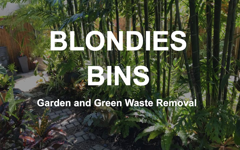 Blondie Bins featured image