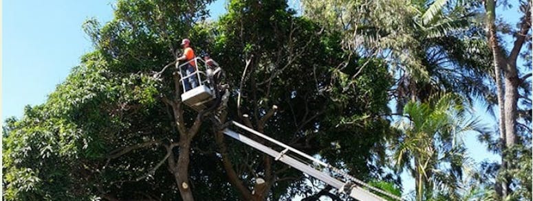 Wade's Tree Service featured image