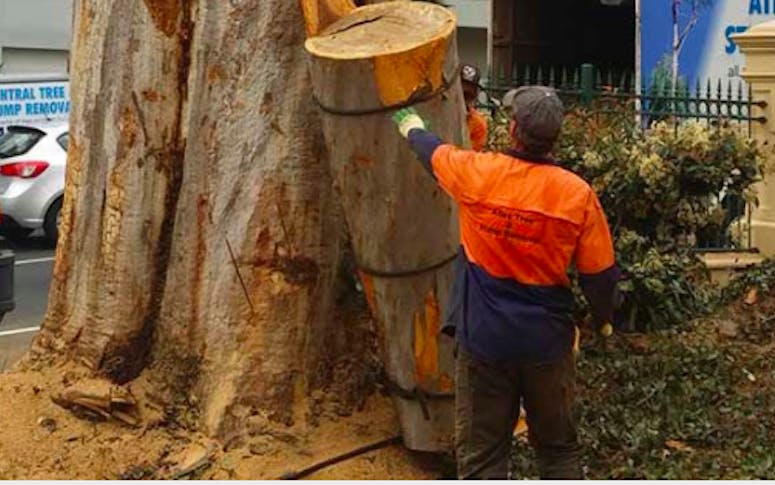Atlas Tree & Stump Services featured image