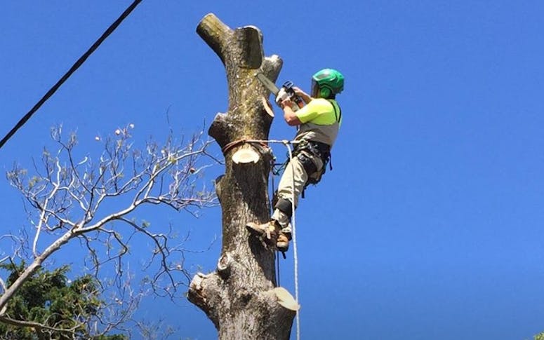 Big Os Tree Services featured image
