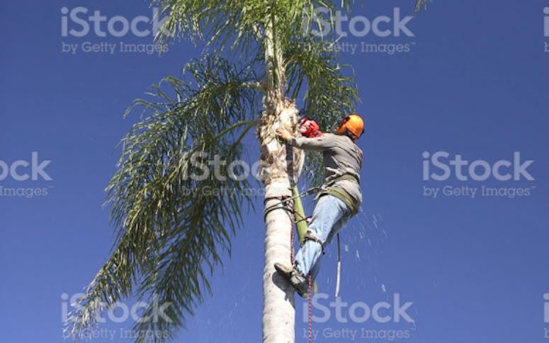 (Ray) Ford Tree Lopping & Rubbish Removals featured image