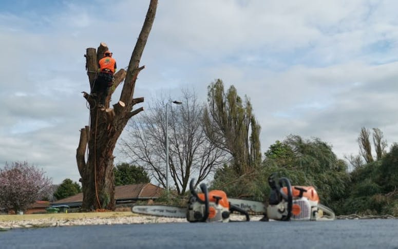 Robertsons Tree Services featured image